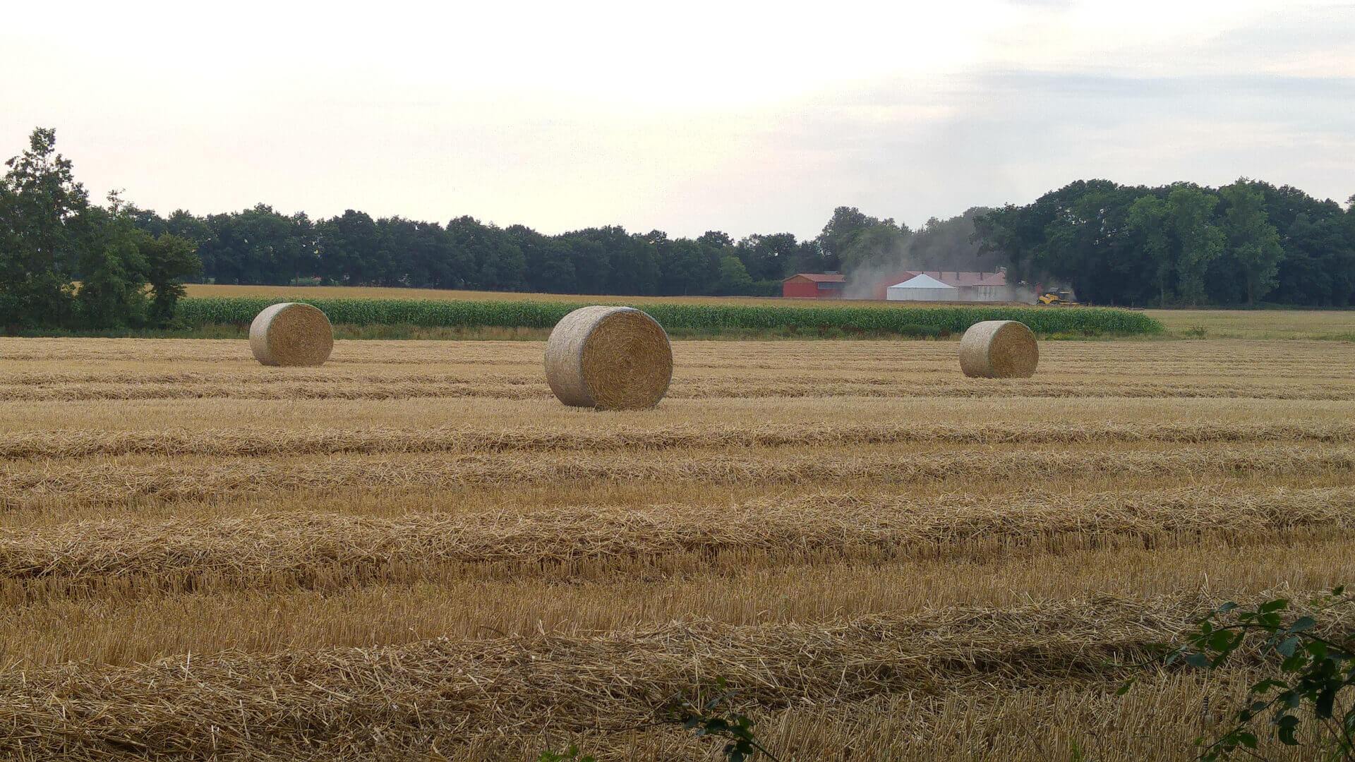 Weizen Wetter Sorgt F R Unterst Tzung Kaack Terminhandel Gmbh